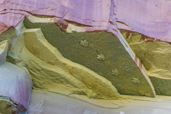 Utah, Glen Canyon Dinosaur tracks on rock face